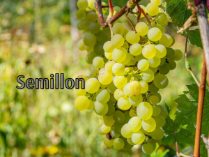 Semillon_ (800 x 600 px)